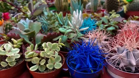 Different types cactus and succulent plants in pots. Stock Photos