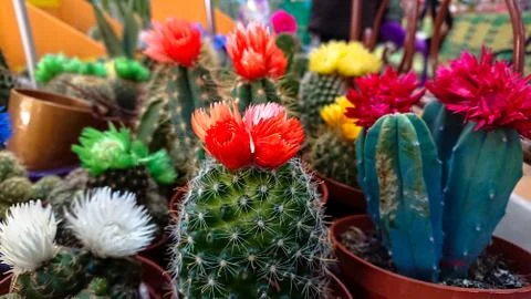 Different types cactus and succulent plants in pots. Stock Photos