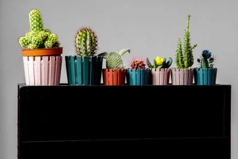 Different types of cactus on a black stand. Stock Photos