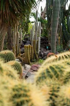 Different types of cactus in a Botanic garden. Foto stock