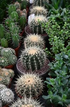 Different types of cactus close-up. Stock Photos