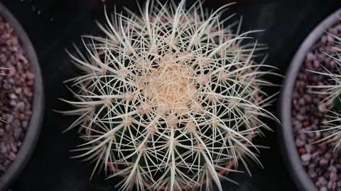 Different types of cactus close-up. Stock Photos