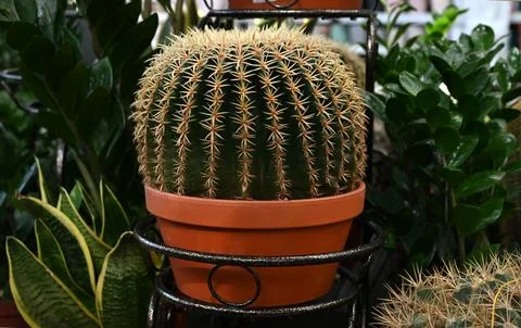 Different types of cactus close-up. Stock Photos