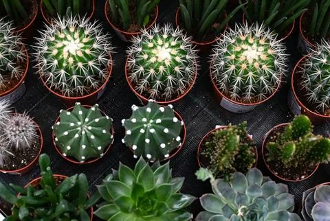 Different types of cactus close-up. Stock Photos
