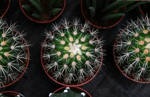 Different types of cactus close-up. Stock Photos