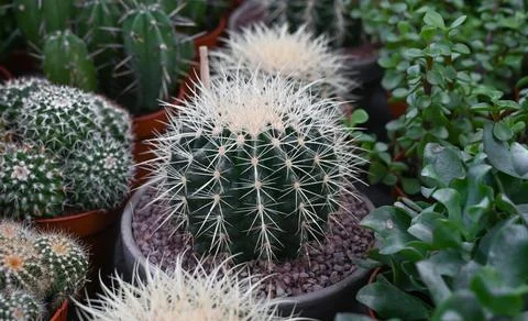 Different types of cactus close-up. Stock Photos