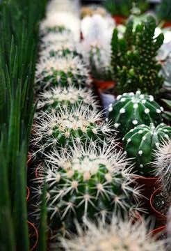 Different types of cactus close-up. Stock Photos