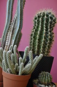 Different types of cactus Stock Photos