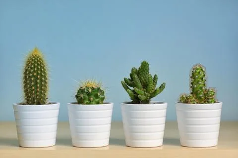 Different types of  cactus in pots Foto stock gratuite