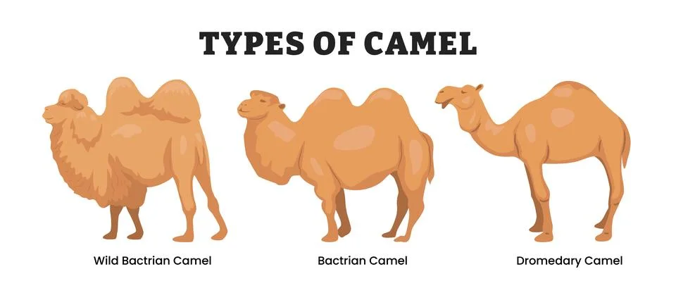 Different types of camel types, labeled wild bactrian, bactrian, dromedary .. Stock Illustration