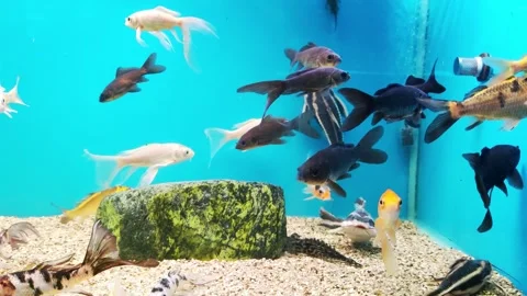 Different types of carp black, yellow, white Koi are veil fish whose origins are Stock Footage 303621044