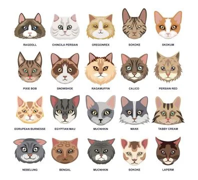 Different types of cat head set collection, Domestic cat breeds and hybrids.. Stock Illustration