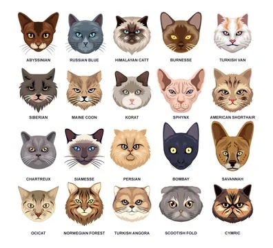 Different types of cat head set collection, Domestic cat breeds and hybrids.. Stock Illustration