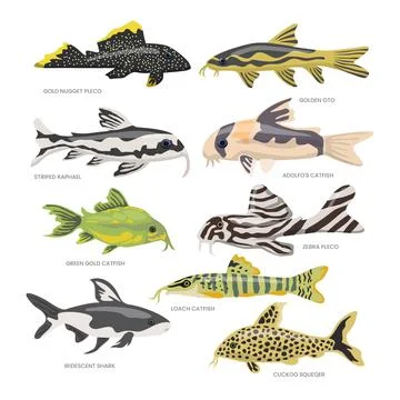 Different types of catfish types collection, gold nugget pleco, golden oto,.. Stock Illustration