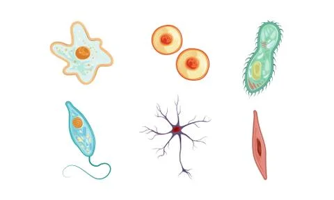 Different Types of Cells Collection, Human Anatomy Infografic Elements Vector Stock Illustration