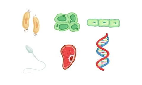 Different Types of Cells, DNA Structure Collection, Human Anatomy Infografic Stock Illustration