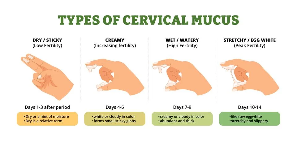 Different types of cervical mucus types diagram with hand gestures. Labeled.. Stock Illustration