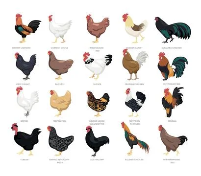 Different types of chicken set collection, breeds of domestic chicken carto.. Stock Illustration