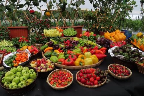 Different types of chilli pepper 스톡 사진