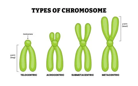 Different types of chromosome types, educational medical poster design heal.. Stock Illustration