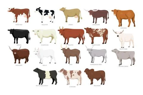 Different types of cow set collection, breeds of domestic cow cartoon, dair.. Stock Illustration