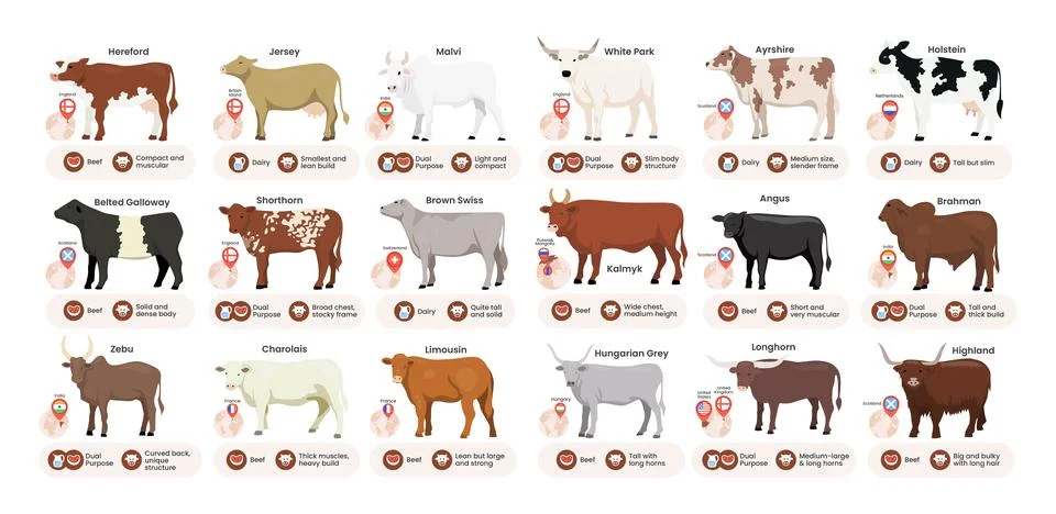 Different types of cow set collection, breeds of domestic cow cartoon, dair.. Stock Illustration