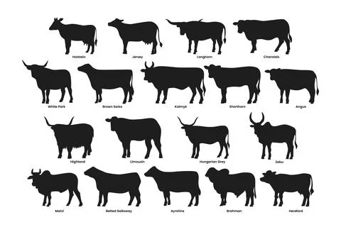 Different types of cow silhouette set collection, breeds of domestic cow ca.. Illustrazione stock