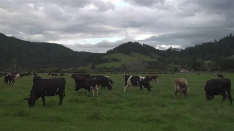 Different types of cows grazing the lush green land in New Zealand HD Stock Footage 65630989
