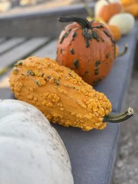 Different types of decorative pumpkins with bumpy texture, bright orange Foto stock