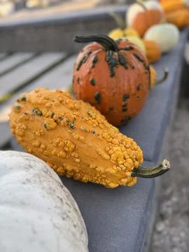Different types of decorative pumpkins with bumpy texture, bright orange Stock Photos