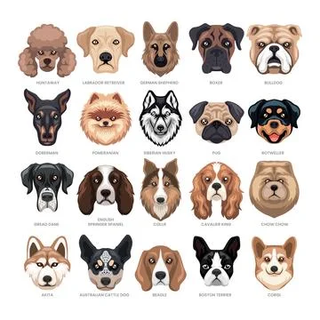 Different types of dog head set collection, Domestic dog breeds and hybrids.. Stock Illustration