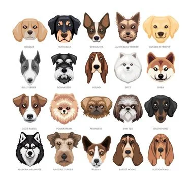 Different types of dog head set collection, Domestic dog breeds and hybrids.. Stock Illustration