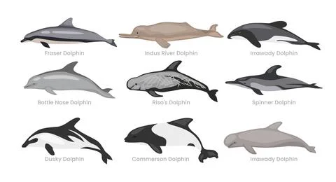 Different types of dolphin set collection cartoon, swimming mammals underwa.. Stock Illustration