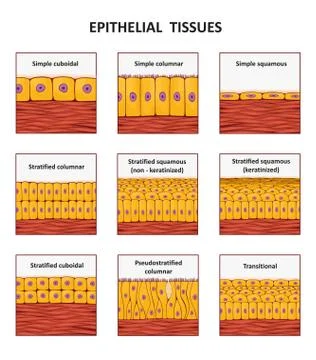 Different types of epithelial tissue collection. Stock Illustration