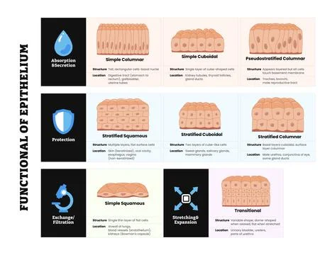 Different Types of epithelial tissue function set : cilliated columnar, sim.. Stock Illustration