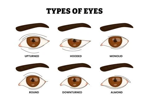 Different Types of Eye Shapes, Educational Medical Poster Design Healthcare.. Stock Illustration