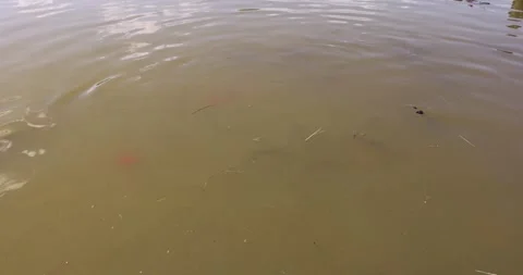 Different types of fish in dirty swamp water during feeding, a large number of Stock Footage 260744311