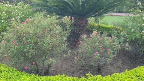 Different types of flowers in a park Stock Footage 251540913