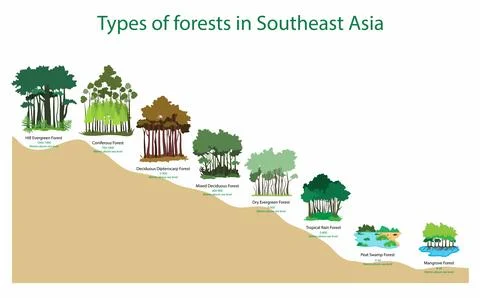 Different types of forests at different elevations, tropical forest Stock Illustration