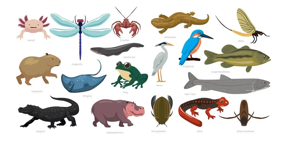 Different types of Freshwater Animals set cartoon collection, various seawa.. Stock-Illustration