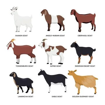 Different types of goat set collection, breeds of domestic goat cartoon, da.. Stock Illustration