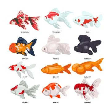 Different types of goldfish types set collection for poster education, info.. Illustrazione stock