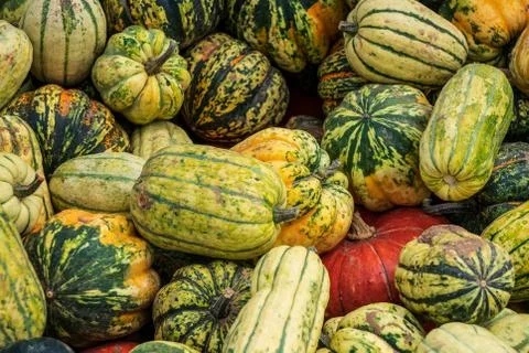 Different types of gourds side by side Stock Photos