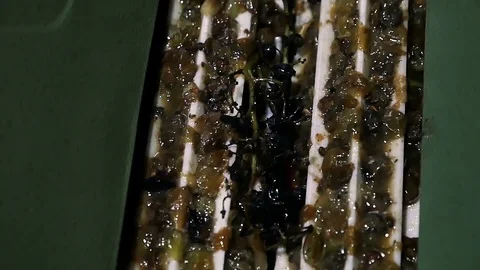 Different types of grapes shredded by a machine for grinding grapes in a rural v Video stock 120072005