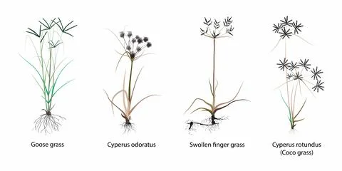 Different types of grass, Types of Grass, different grass species Stock Illustration
