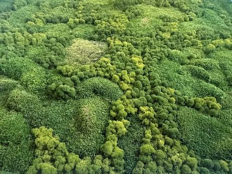 Different types of green forest decorative moss in interior decor close-up Stock Photos