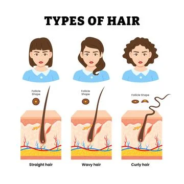 Different types of hair shape type. Labeled straight, wavy, curly hair foll.. Stock Illustration
