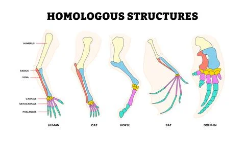 Different Types Homologous Structure Bone Skeleton Anatomy, Educational Bio.. 库存插图