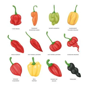 Different types of hot pepper set collection isolated on white background, .. Stock Illustration