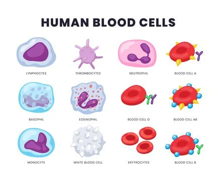 Different types of Human blood cells set collection, diagram with all cell .. Stock Illustration
